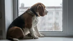 Vybere si pes jednoho pána na celý život?